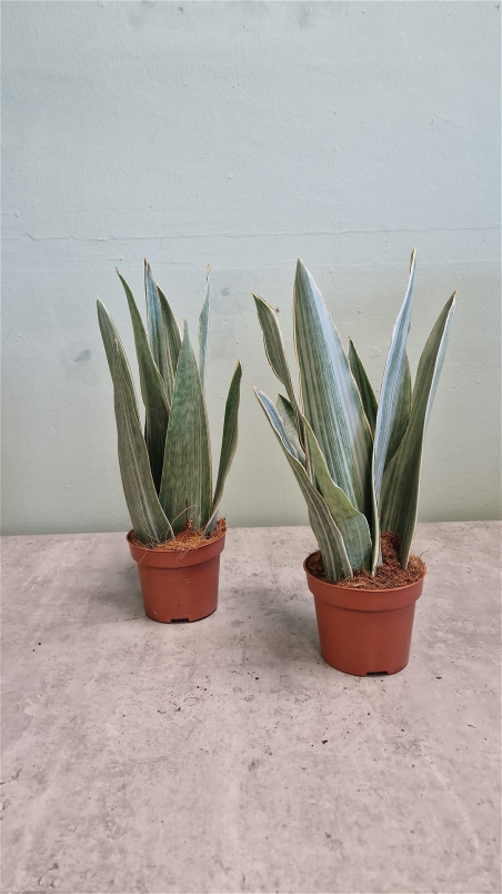 Living Plants | Sansevieria Metallica