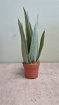 Living Plants | Sansevieria Metallica