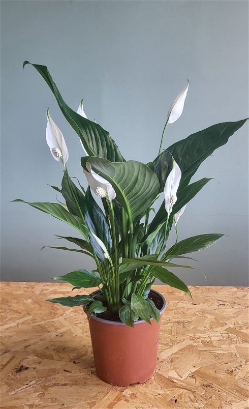 Living Plants | Peace lily Spathiphlum