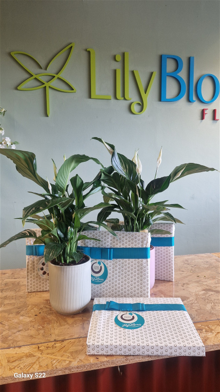 Fresh Flowers | Plants / Living life Greener | Peace lily Spathiphlum & The Ultimate Collection Lily O Briens