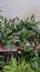 Living Plants | Peace lily Spathiphlum