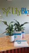 Fresh Flowers | Plants / Living life Greener | Peace lily Spathiphlum & The Ultimate Collection Lily O Briens