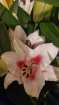 The Bloom Bar-  fresh flowers for every occasion | EucaLily