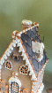 Christmas Decorations & Gifts | Large Gingerbread House