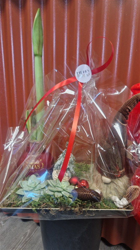 Flowers for Christmas Wexford | No Water Amarylis Gnome gift