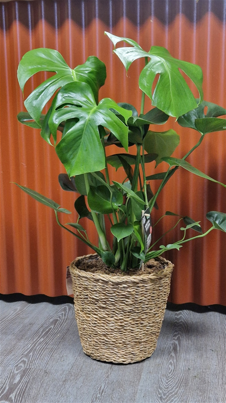 Bouquets & Gift Flowers | Monstera Plant in Seagrass Woven Planter