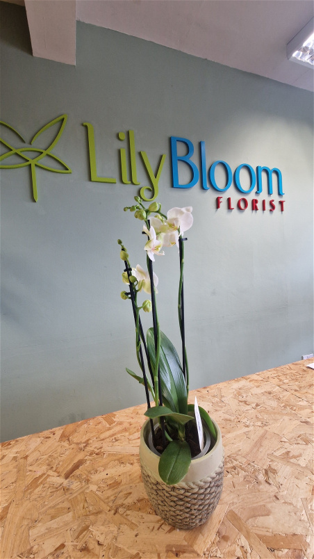 Bouquets & Gift Flowers | White Phanelopis Gift plant