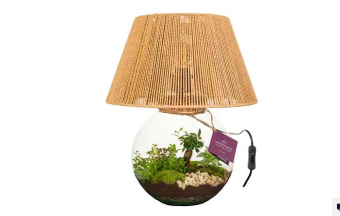 Mother's Day | Terrarium Moonlight