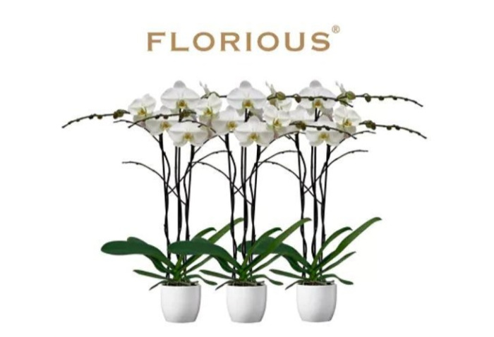 Mother's Day | Phanelopsis Glorious Florious