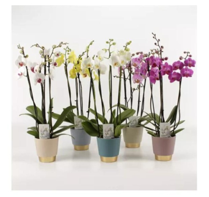 Mother's Day | Phanelopsis Angelia