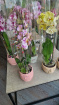 Bouquets & Gift Flowers | Orchid Phanelopsis