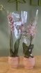 Bouquets & Gift Flowers | Orchid Phanelopsis