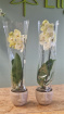 Bouquets & Gift Flowers | Orchid Phanelopsis