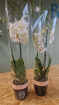 Bouquets & Gift Flowers | Orchid Phanelopsis