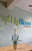 Fresh Flowers | Plants / Living life Greener | Phanelopsis & Ceramic Pot