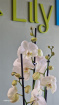 Fresh Flowers | Plants / Living life Greener | Phanelopsis & Ceramic Pot
