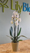Fresh Flowers | Plants / Living life Greener | Phanelopsis & Ceramic Pot