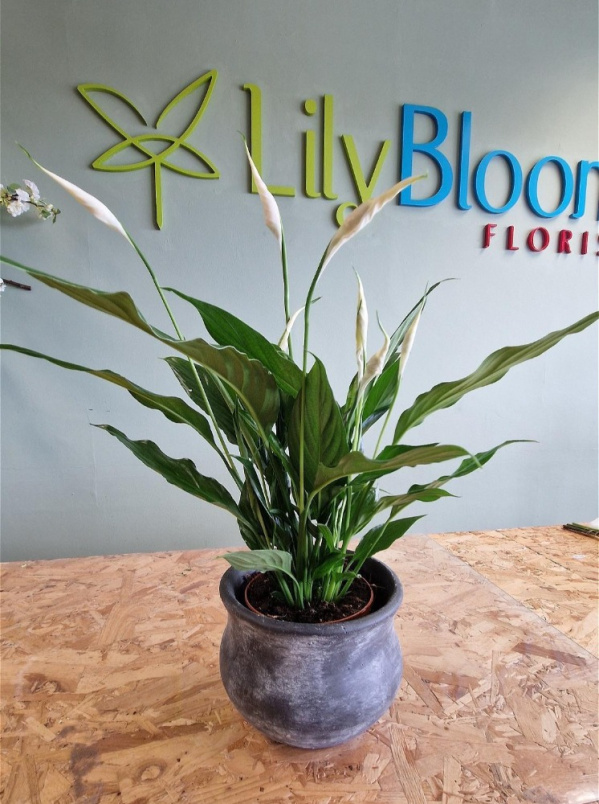 Bouquets / Planters / Gifts | Peace Lily & Stone Pot