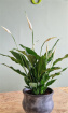 Bouquets / Planters / Gifts | Peace Lily & Stone Pot