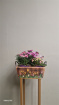 Bouquets / Planters / Gifts | Summer Sunshine Planter