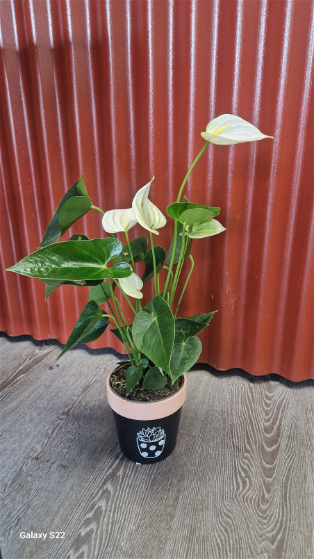 Plants / Living life Greener | Anthurium plant Pineapple Pot