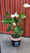 Plants / Living life Greener | Anthurium plant Pineapple Pot