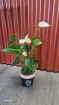 Plants / Living life Greener | Anthurium plant Pineapple Pot