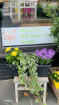 Plants / Living life Greener | Bloom Anywhere Bloom Box