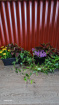 Plants / Living life Greener | Bloom Anywhere Bloom Box