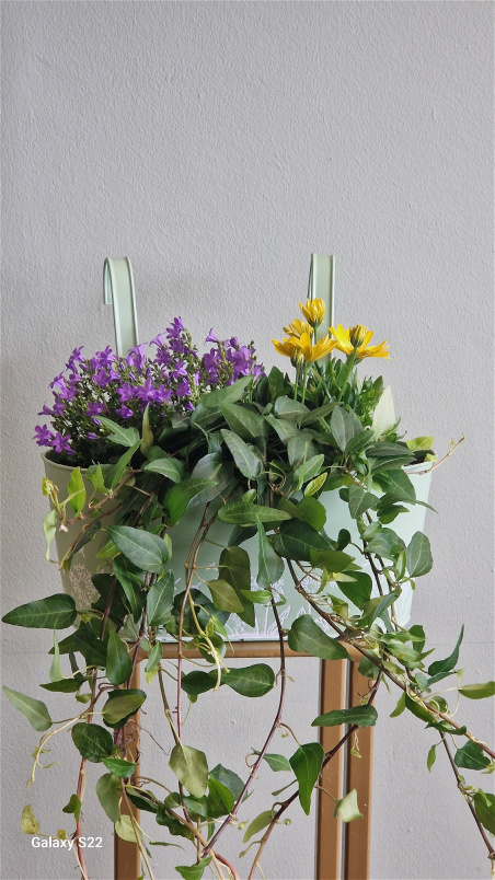 Plants / Living life Greener | Balcony Bloomer