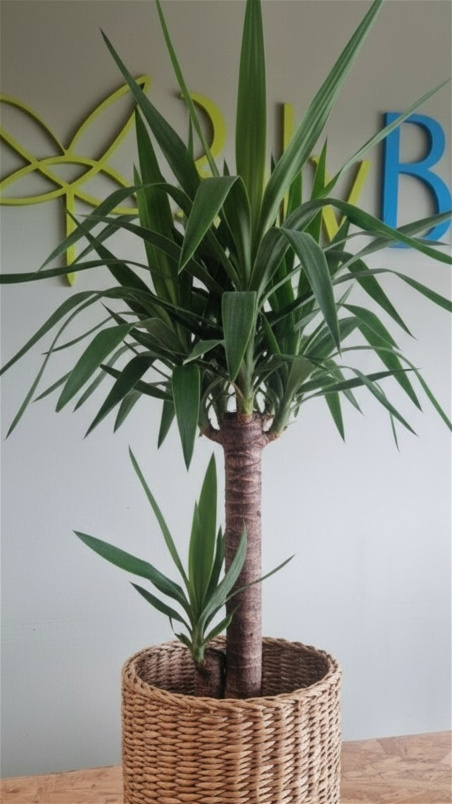 Fresh Flowers | Plants / Living life Greener | Happy Fathers Day
