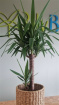 Plants / Living life Greener | Yucca plant & Seagrass basket