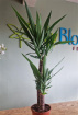 Plants / Living life Greener | Yucca plant & Seagrass basket