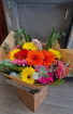 Fresh Flowers | Ooops A Daisy
