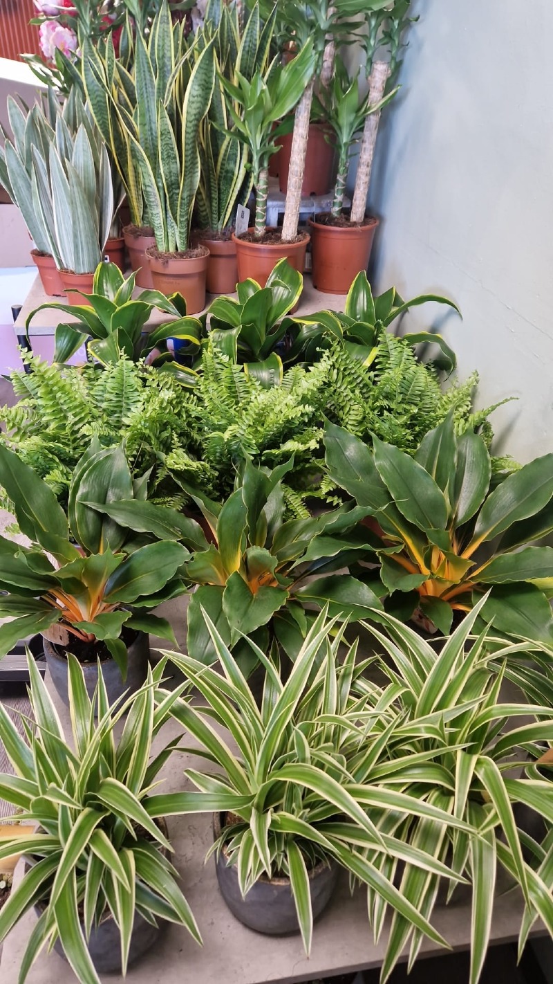 Lily Bloom florist Ltd | Wexford | Home