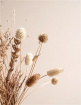 Workshops & Events | Autumnal Dried Flower Wreath Workshop