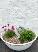 Fresh Flowers | Vintage Alpine planter