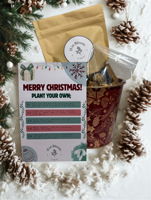 Christmas | Plant Your Own Gift Pot