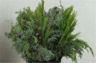 Christmas | 7 Stems of Christmas Foliage