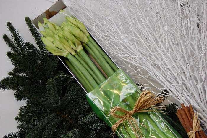 Hand-Tied Bouquets | 10 white amaryllis