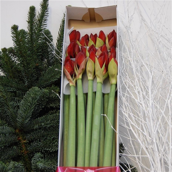 Hand-Tied Bouquets | 10 red amaryllis
