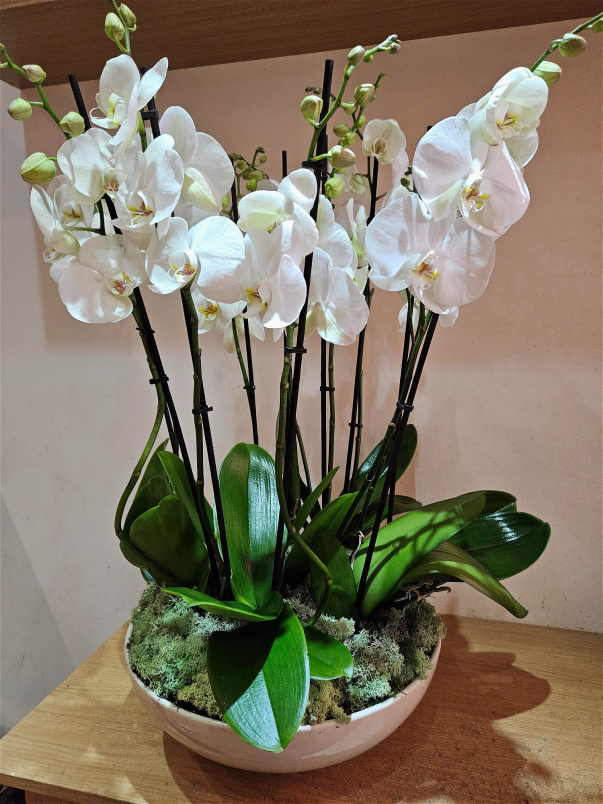 Arrangements | Mother's Day | Plants | Valentine's Day | orchids paradise