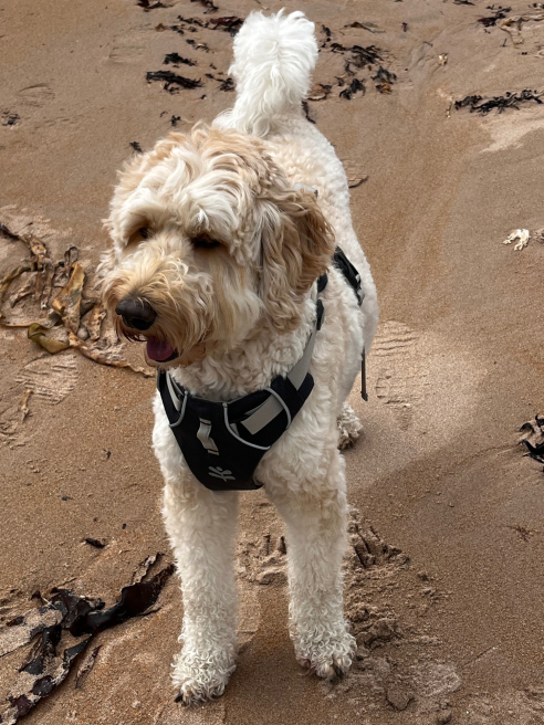 Darling Buds | Hoddesdon | Preparation month