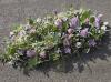 Darling Buds | Hoddesdon | Funeral