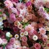 Petals by the shore wsm | Weston Super Mare | Farewell Flowers