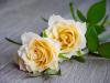 The Bloom Room | Bedworth | Weddings