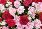 Just Carnations