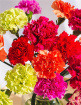 Just Carnations
