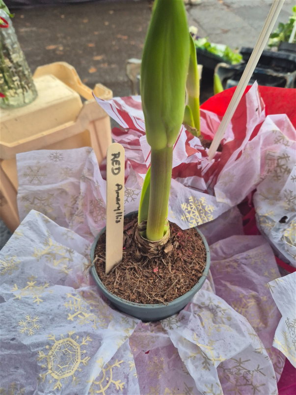 Christmas | Plants | Double Amaryllis
