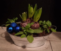 Christmas | Plants | Christmas Hyacinth Planter